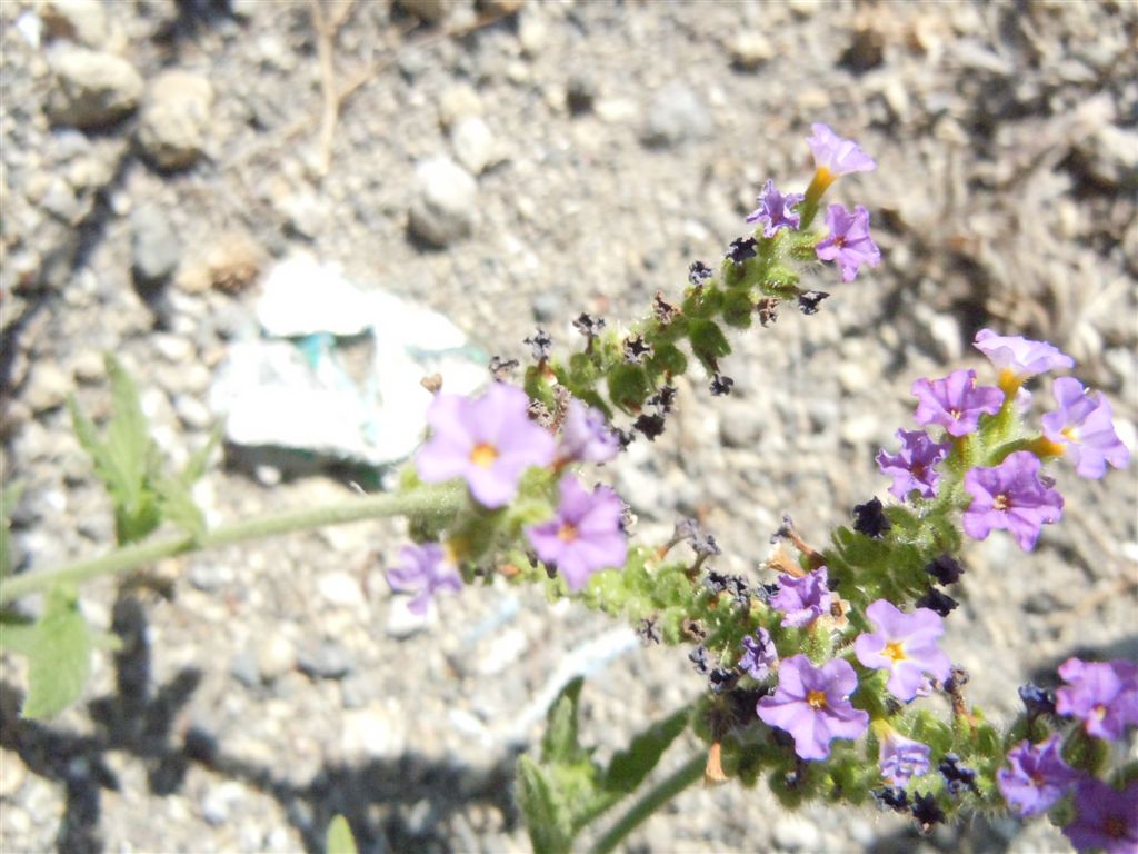Heliotropium amplexicaule / Eliotropio purpureo